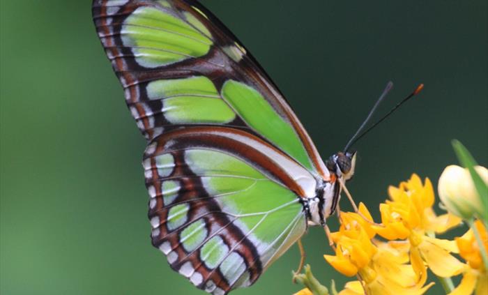 Magic of Life Butterfly
